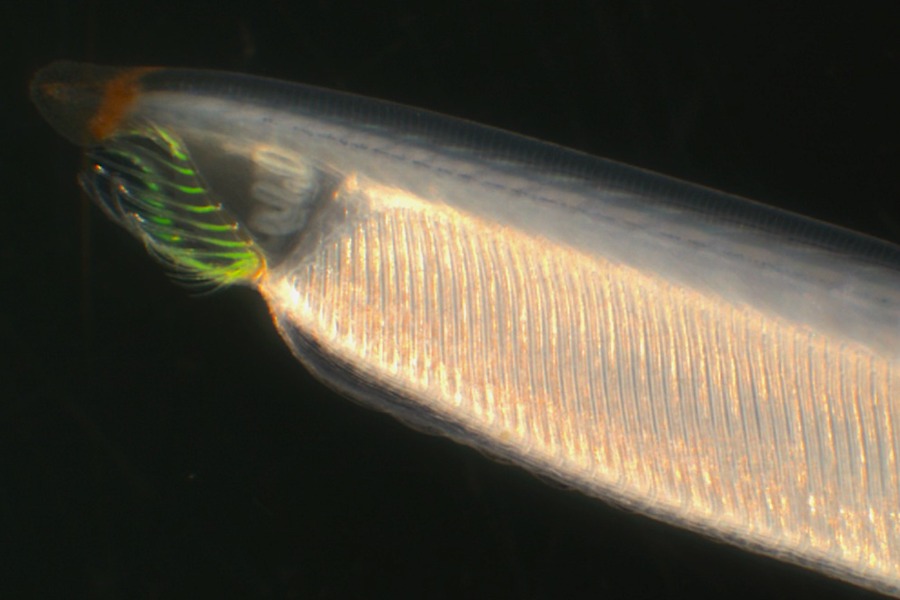 基因裡的生命史詩：從海洋生物尋找人類身體的古老藍圖