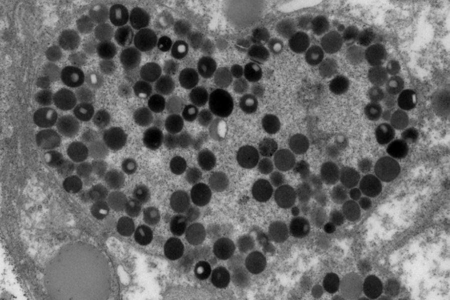 細胞生物學核心實驗室-電子顯微鏡部門 導覽解說