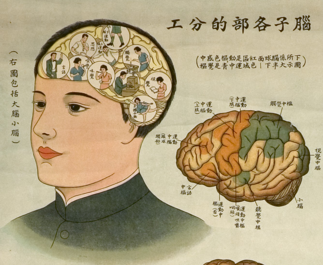 腦科學的種族主義暗黑史