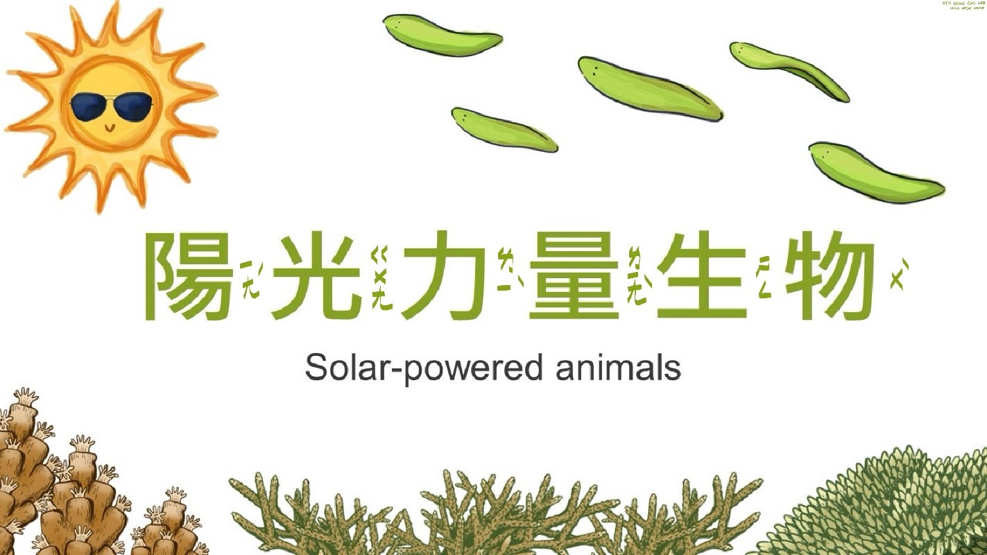 多樣驚喜扭蛋樂園-陽光力量生物