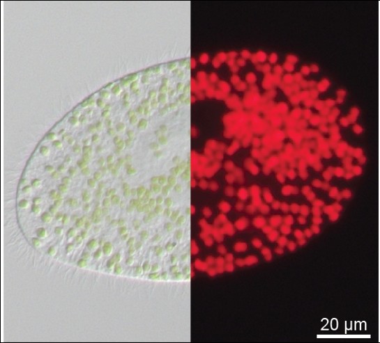 微藻與其他微生物的交互作用