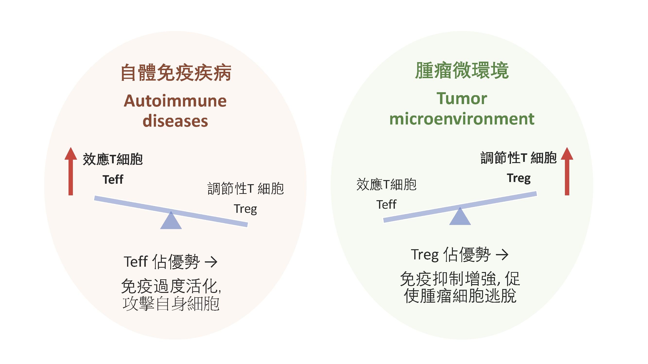 維持免疫系統的天秤